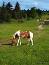Wild Pony Ã¢â¬â Grayson Highlands State Park Royalty Free Stock Photo